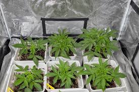 Cannabis Seeds Vermont A Comprehensive Guide to Growing and Cultivating