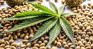 Cannabis Seeds Vermont A Comprehensive Guide to Growing and Cultivating