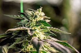 Discover the Advantages of Autoflower Weed Seeds
